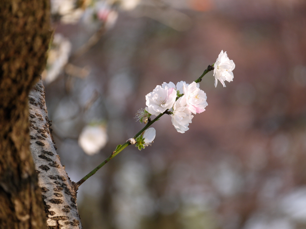 花桃３