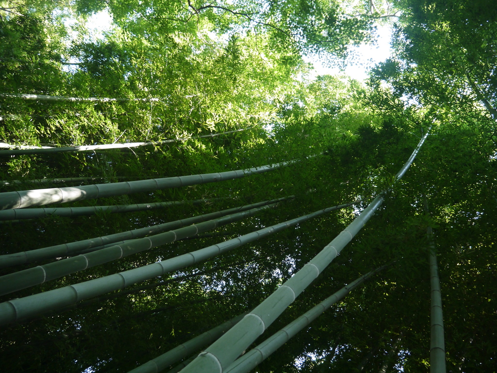 竹林
