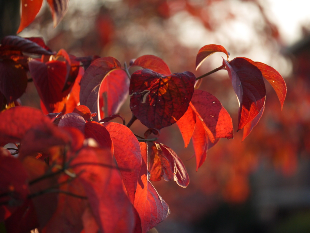 紅葉