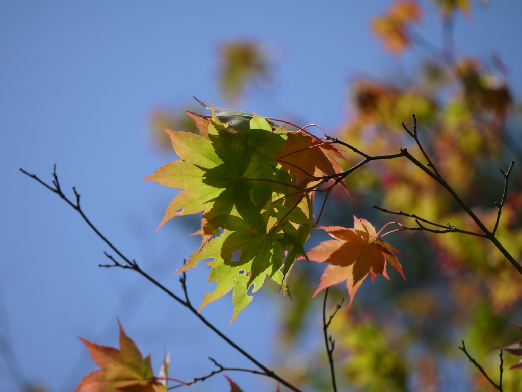 紅と緑