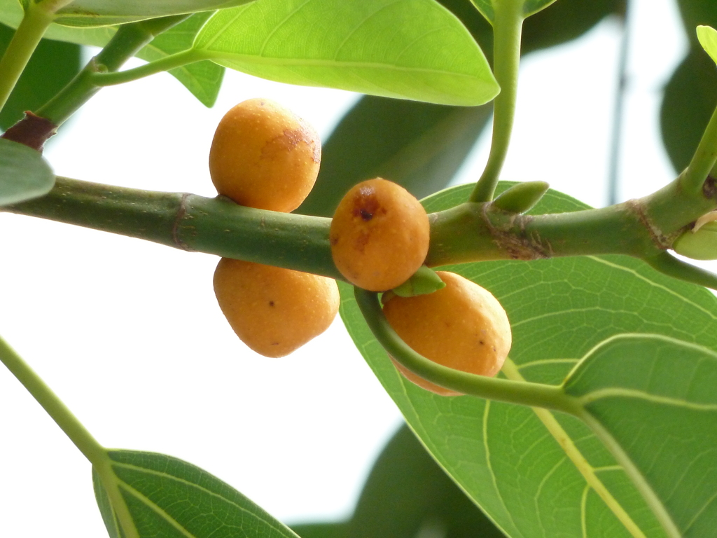 実も色付きだして、、