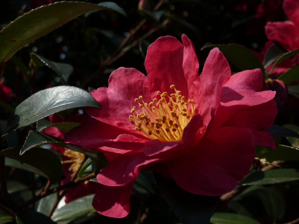 春山茶花ではなく椿でした