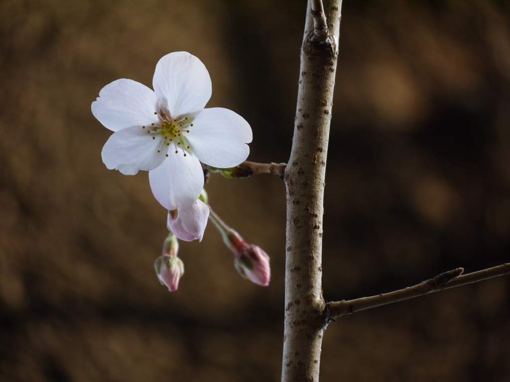 桜ー３