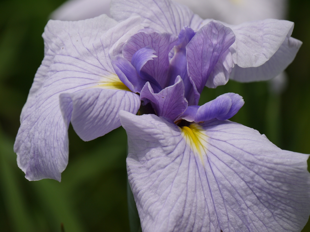 花菖蒲4