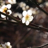 白梅