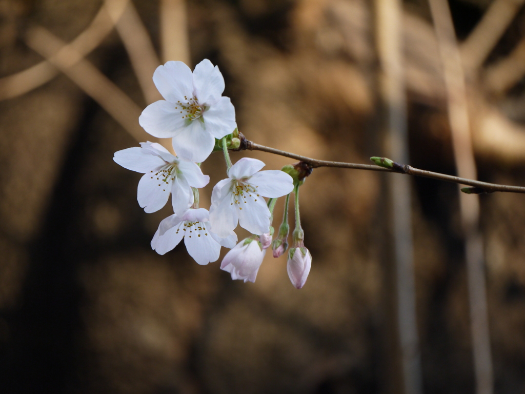 桜ー４