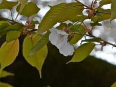 shady sakura