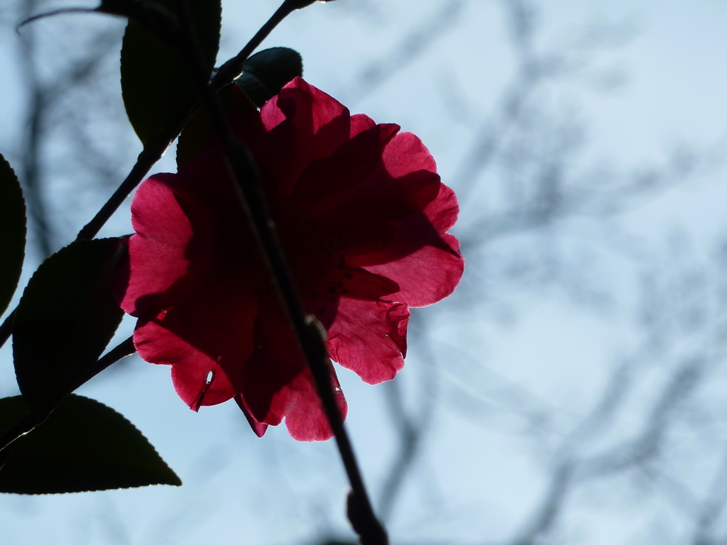 空に押し花