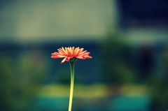So Brilliant Summer 