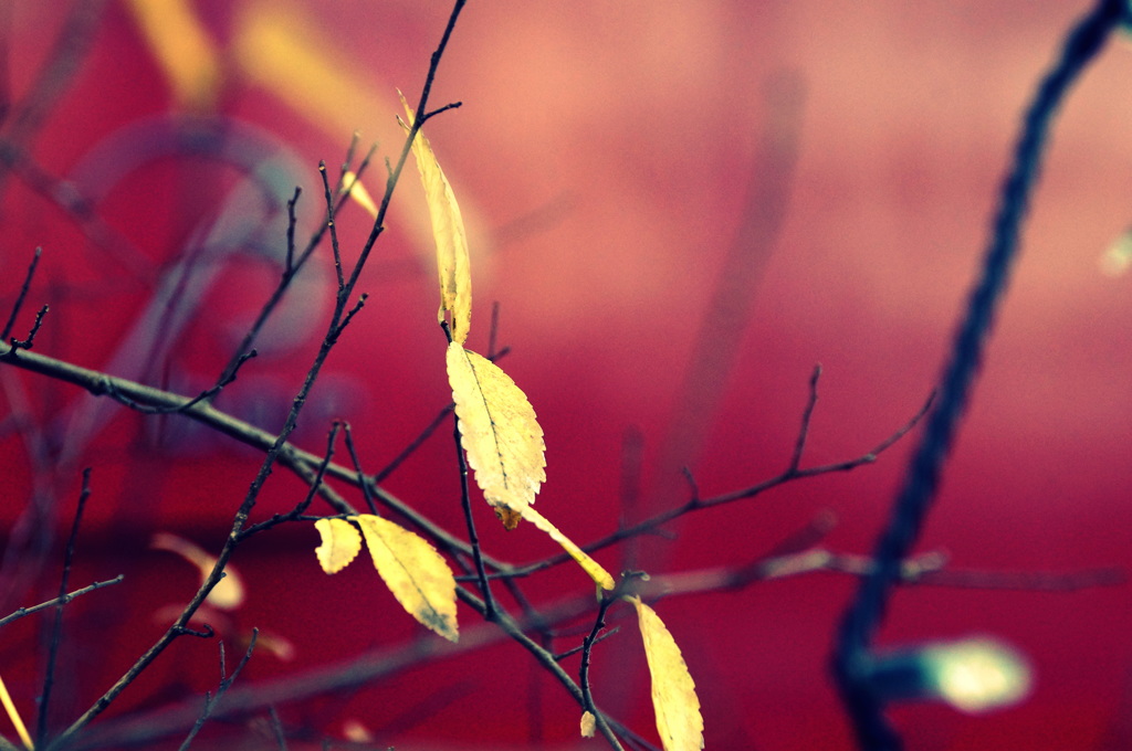 今夜、バーでさよならを