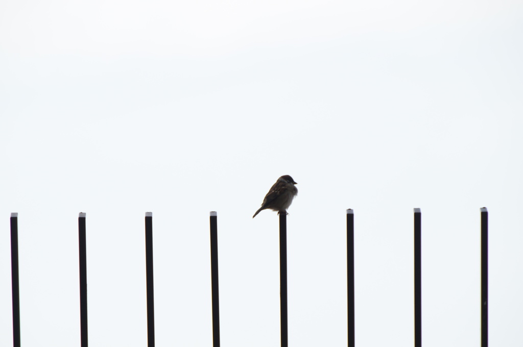 ド・レ・ミ・ファ・ソ♪