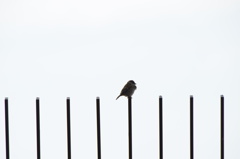 ド・レ・ミ・ファ・ソ♪