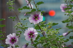 午後からは雨の予報で