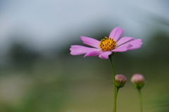 Flowers never bend