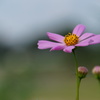 Flowers never bend