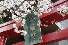 桜物語（続々）