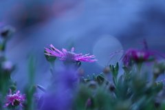 雨上がりのブルー