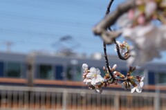 お花見電車