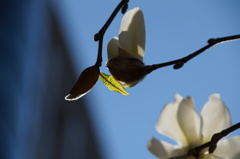 芽吹きの輝き