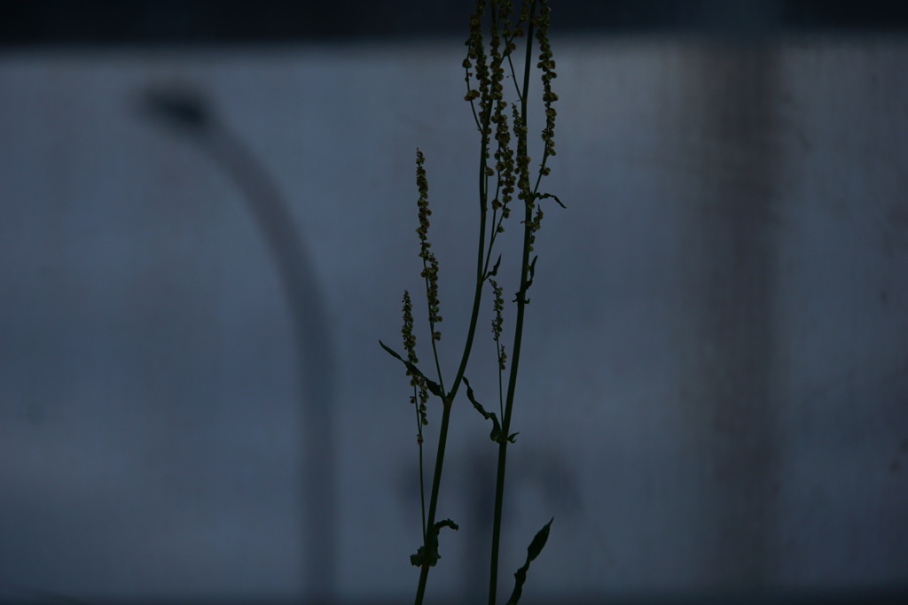 The Shadow of Your Smile