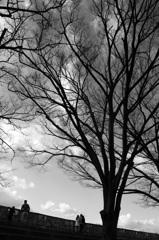 大きな樹の下で