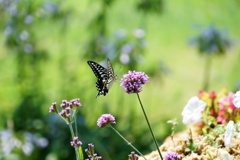 蝶の夢を見る日 蝶の夢を見る日