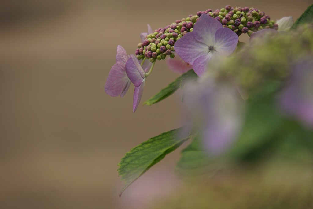 横顔