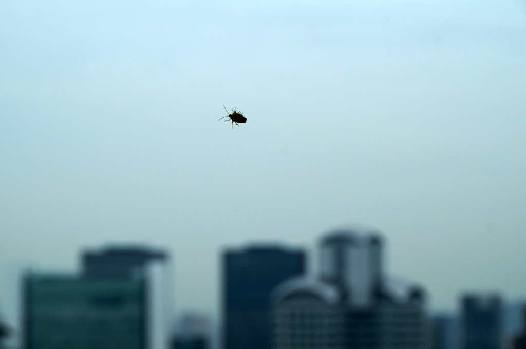 a walk in the sky