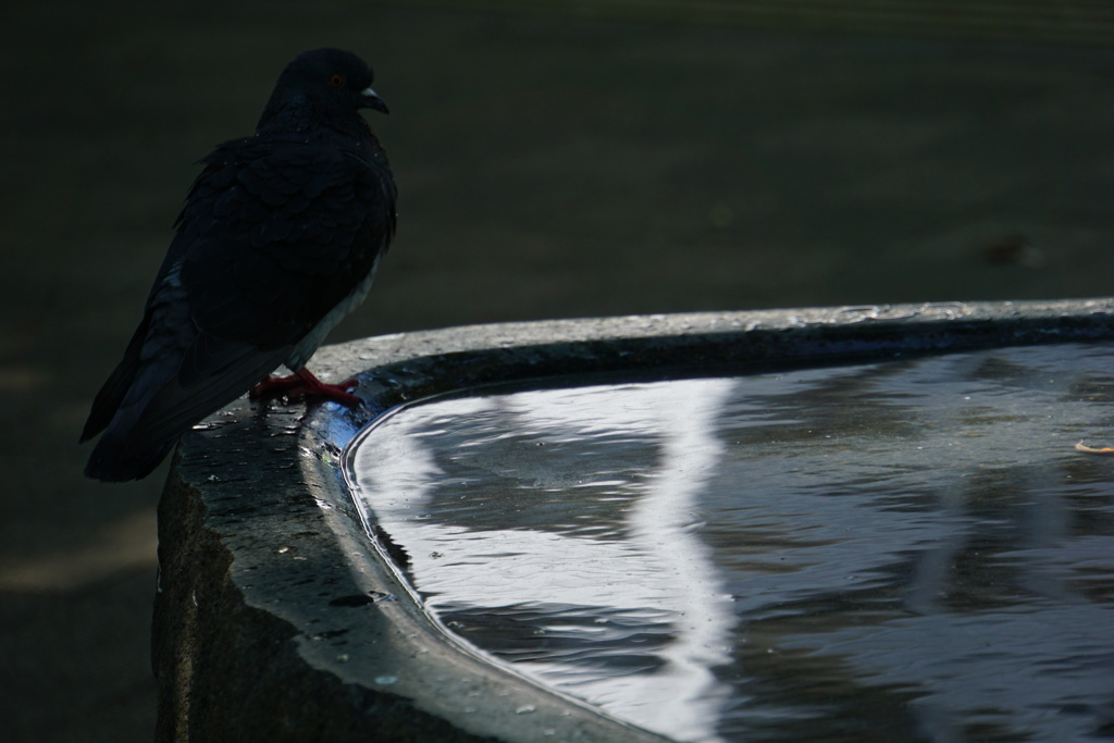 鳥のいる水場