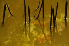 秋色の古池 秋色の古池