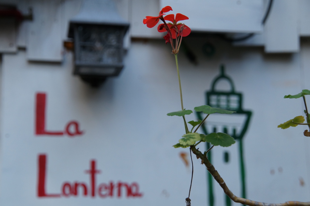 赤い花、白い壁