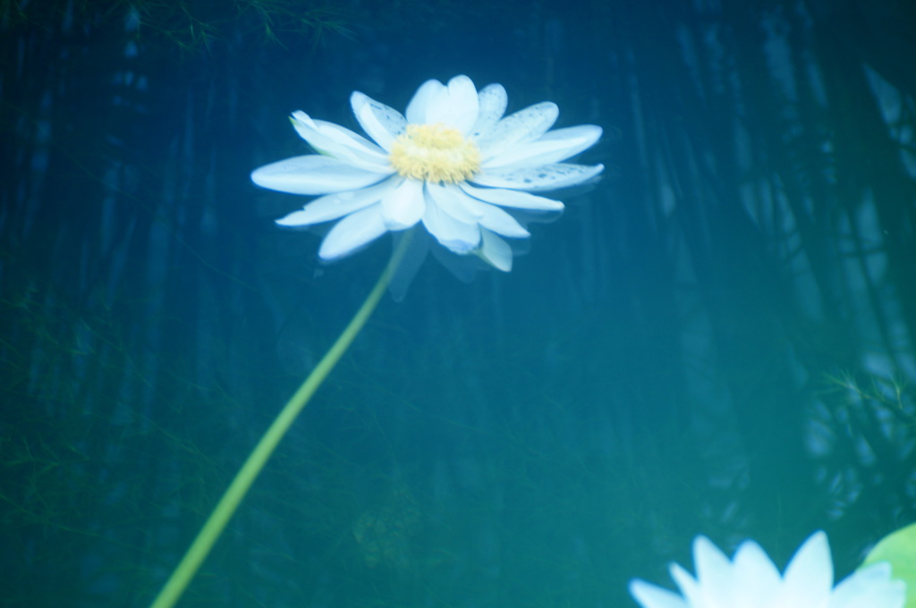 森の奥の水辺で