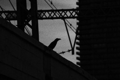 烏 Karasu