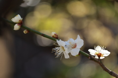 三宮神社～白梅