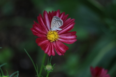 秋の花、小さな蝶