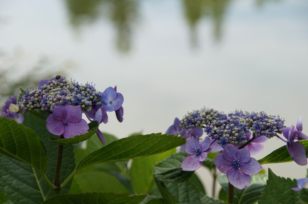 水辺の紫陽花