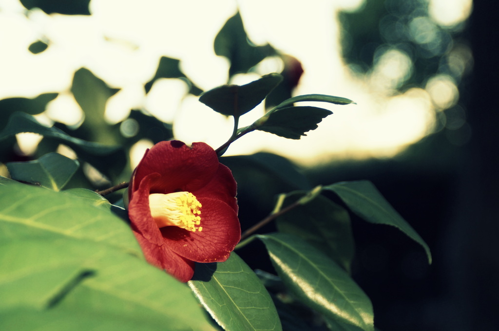 冬の終わりの花
