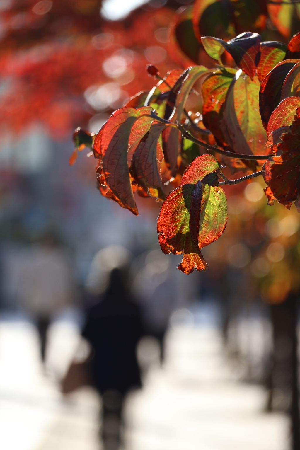 色づく街の午後