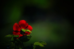 秋薔薇日和