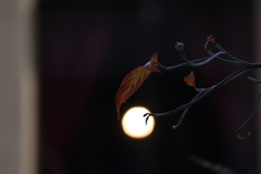 大晦日 こゝに生きとし 生けるもの