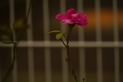 禁じられても・・