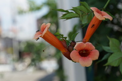 Ants at Work Ants at Work