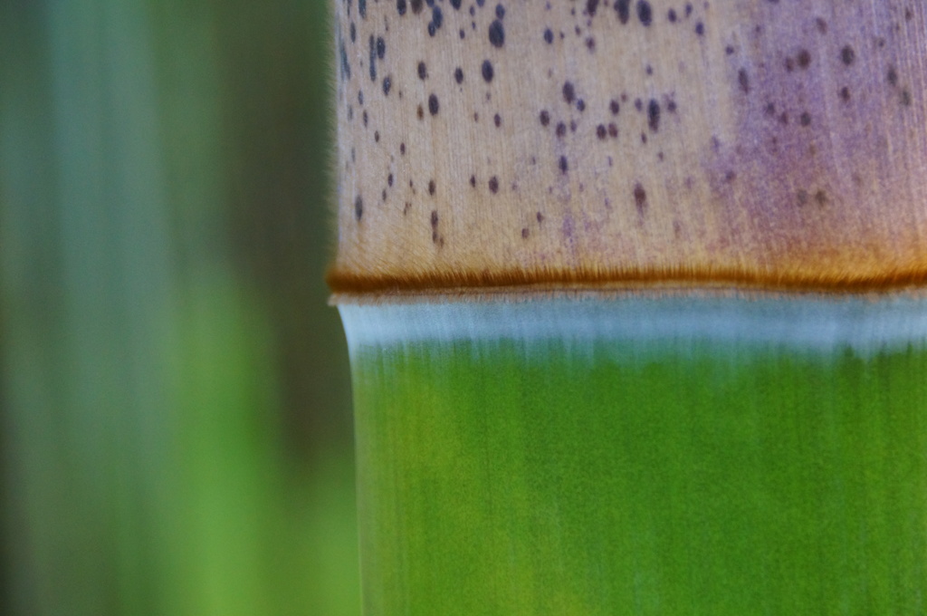 Fresh Bamboo