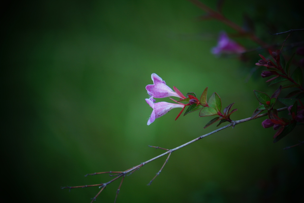 小さな花の想い
