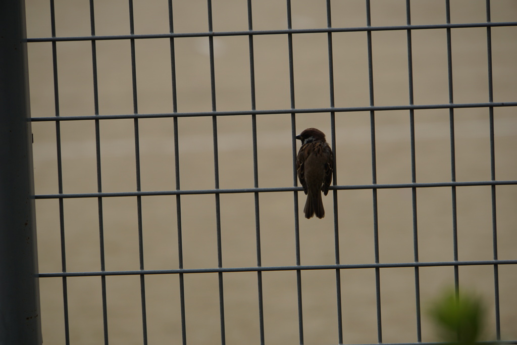 哲学的な後ろ姿