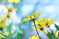 Cool Yellow