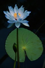 睡蓮の蒼