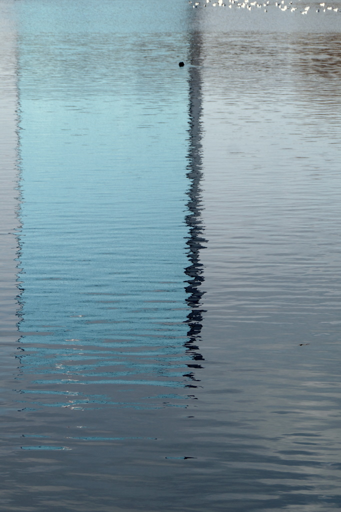 水鳥のいる風景