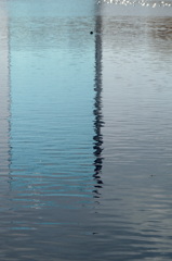 水鳥のいる風景
