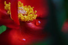 薔薇の涙